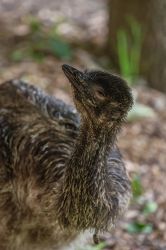 Brigitte Junger Emu